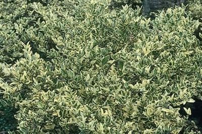 Ligustrum Jack Frost | Extra Large Gallon Plants | Variegated Foliage | Ideal for Hedges and Borders | Decorative Outdoor Shrub | Plants