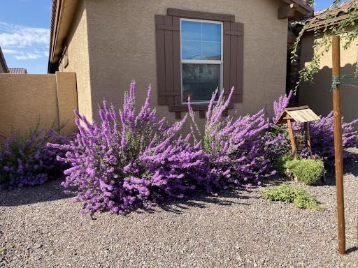 Texas Sage | Extra Large 3 Gallon Plants | Leucophyllum frutescens | Drought Tolerant | Low Maintenance Landscaping