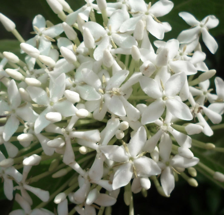 Thai Snow Ixora | Live Plants | Ixora Chinensis 'Thai Snow' | Perfect for Exotic Tropical Gardens | Fragrant & Blooming