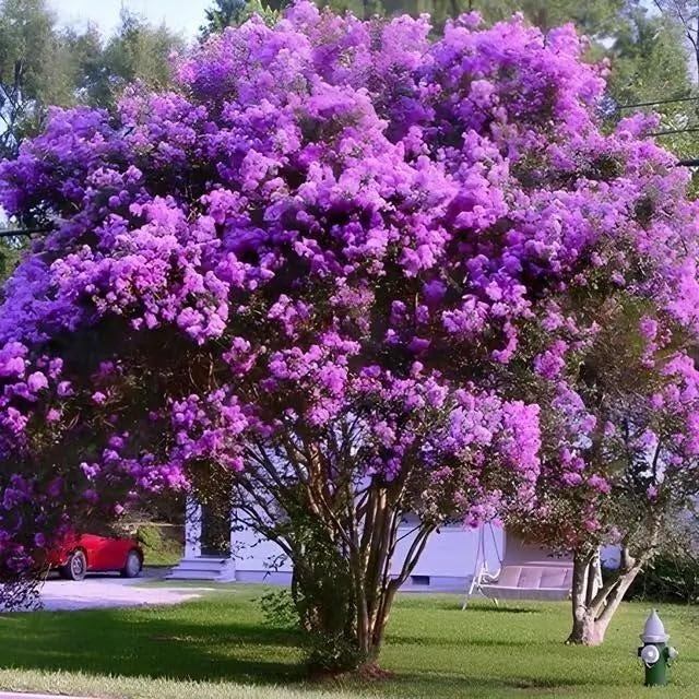 Crape Myrtle Twilight | Live Plants | Deep Purple Blooms, Premium Live Plant, Ornamental Garden Centerpiece for Stunning Seasonal Displays