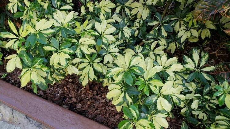 Arboricola Variegated Trinette | Extra Large 3 Gallon Plants | Schefflera arboricola 'Trinette' | Lush Foliage | Indoor/Outdoor Versatility