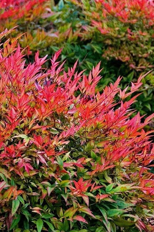 Nandina Gulf Stream Heavenly Bamboo | Large Gallon Size Plants | Compact Colorful Ornamental Shrub