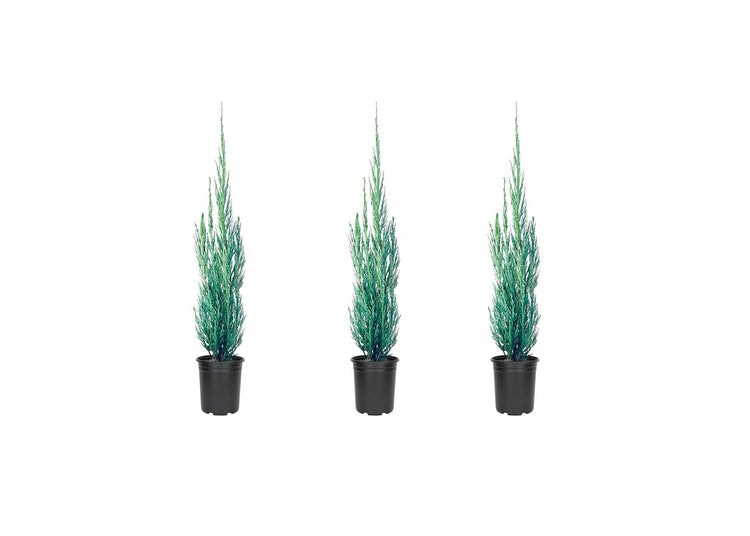 Skyrocket Juniper - Live Inch Pots - Juniperus Scopulorum - Formal Upright Evergreen Tree