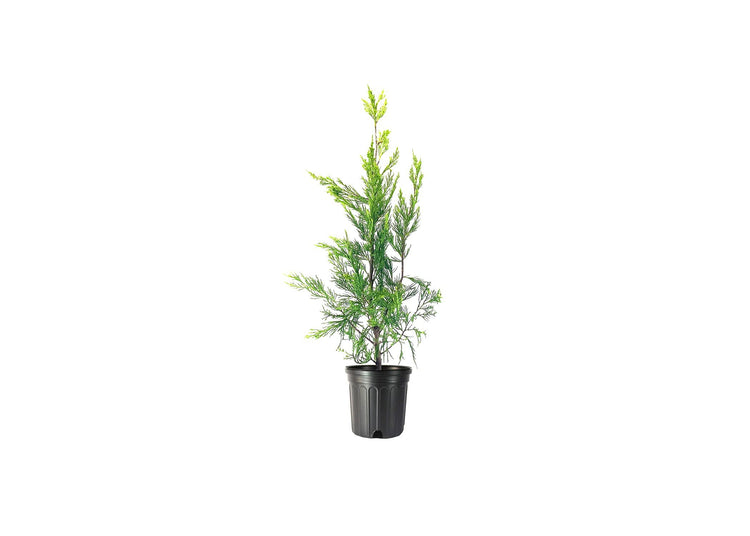 Hetzi Columnar Juniper | Live Gallon Size Trees | Juniperus Chinensis | Drought Tolerant Cold Hardy Evergreen Privacy Plants