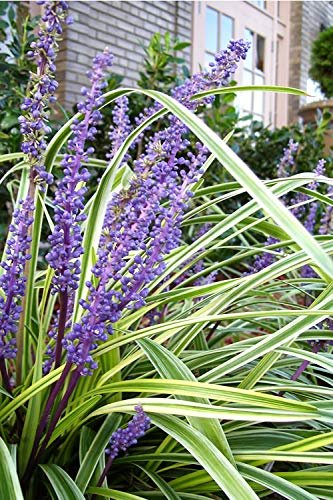 Variegated Liriope Muscari Silvery Sunproof - Large Quart Size Plants - Live Blooming Evergreen Groundcover