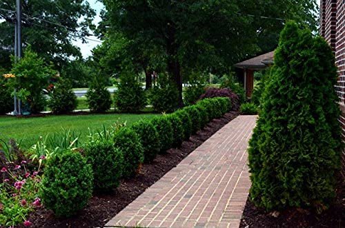 Winter Gem Boxwood | Large Gallon Size Plants | Buxus Microphylla Japonica | Fast Growing Cold Hardy Formal Evergreen Hedge Shrub