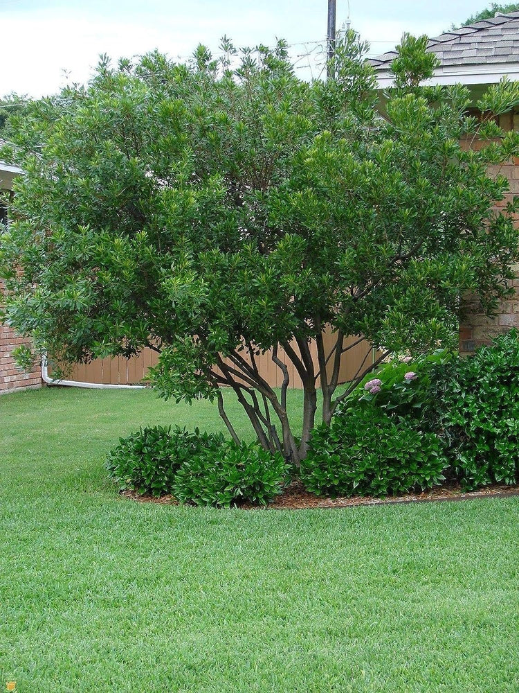 Wax Myrtle - 60 Live Plants - Myrica Cerifera Bayberry - Aromatic Evergreen Screening Hedge