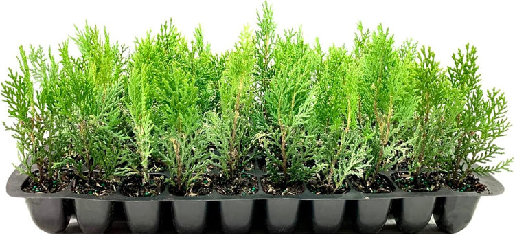 Thuja Arborvitae Blue Cone | Live Trees | Evergreen Privacy Screening Hedge Plants