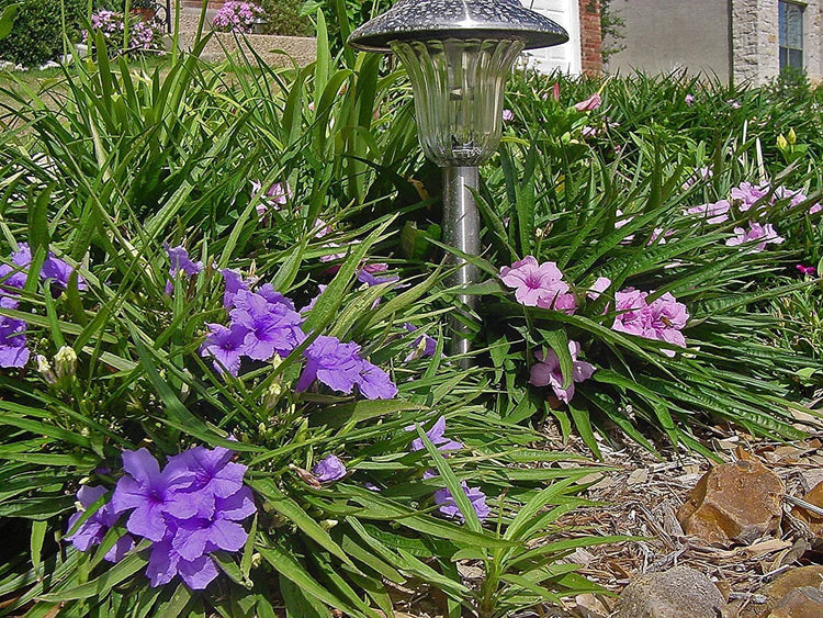 Dwarf Mexican Petunia Pink | Katie's Dwarf Ruellia Brittoniana | Live Plants | Drought Tolerant Blooming Butterfly Bush