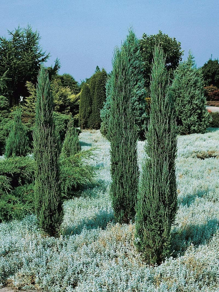 Blue Arrow Juniper | Live Inch Pots | Juniperus Scopulorum | Drought-Tolerant Evergreen | Ideal for Landscaping & Ornamental Use | Low-Maintenance Outdoor Plant