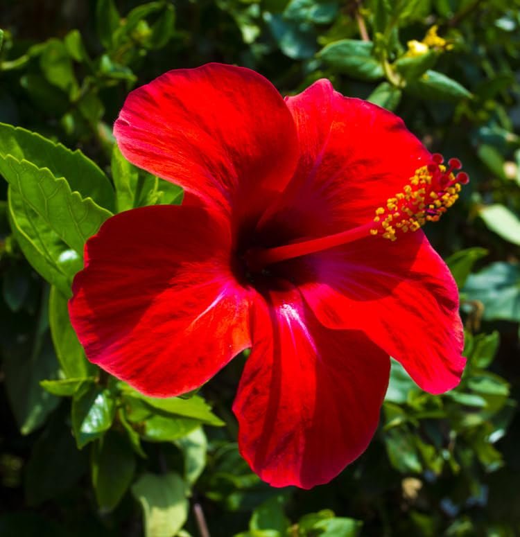 Hibiscus President Red | Live Plants | Hibiscus Rosa-Sinensis | Vibrant Red Blooms | Tropical Garden Beauty | Eye-Catching Flowering Shrub