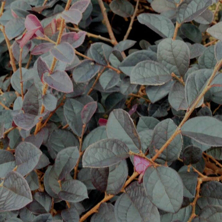 Loropetalum Carolina Midnight | Live Plants | Chinensis Rubrum | Evergreen Shrub Blooming Hedge