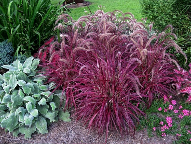 Red Fountain Grass | Extra Large Gallon Plant | Pennisetum Setaceum Rubrum | Vibrant Landscape Feature | Striking Color Contrast | Full Sun Perennial Ornamental Grass