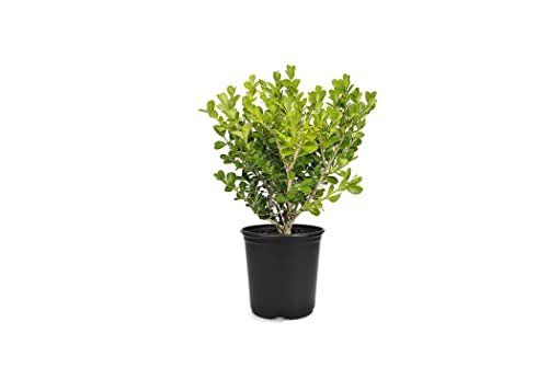 Japanese Boxwood | Live Inch Pots | Buxus Microphylla | Formal Evergreen Low Maintenance Hedge