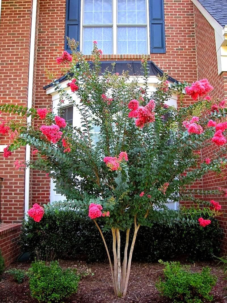 Crape Myrtle Tuscarora Plant | Large Gallon Size Pots | Lagerstroemia Indica | Ornamental Flowering Tree | Pink Blooms Garden Plants