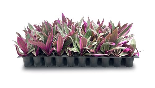 Tri Color Dwarf Oyster Plant | Live Plants | Tradescantia Spathacea 'Tricolor' | Indoor Outdoor Decorative Accent | Vibrant Foliage