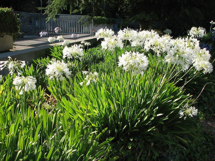 Florida Foliage Agapanthus Getty White - Live Plants - Blooming Groundcover Grass