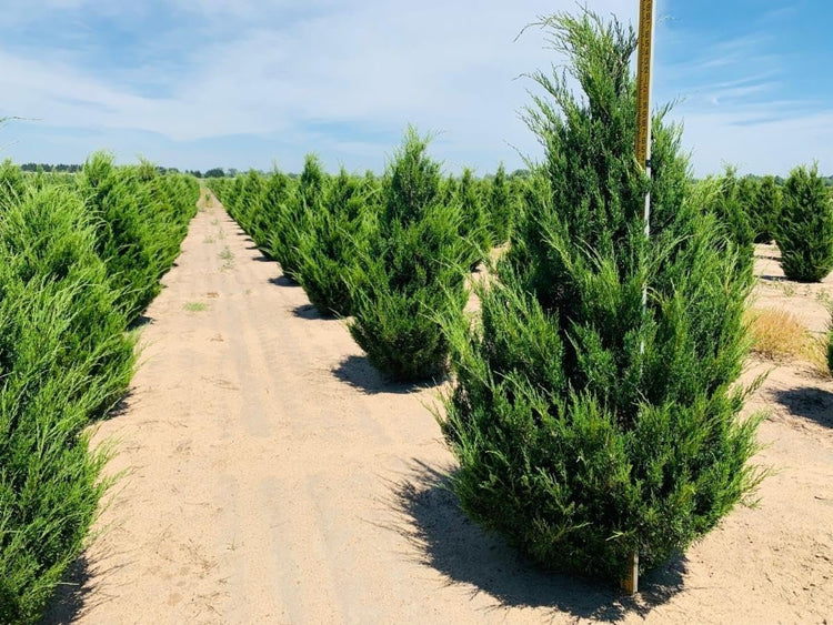 Hillspire Juniper | Live Plants | Stunning Evergreen for Ornamental Landscaping | Privacy Screen or Windbreak, Drought Resistant