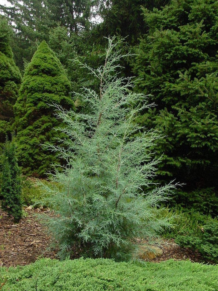 Carolina Sapphire Cypress Tree | Live Quart Size Plants | Beautiful Evergreen Low Maintenance Cold Hardy Privacy Screen