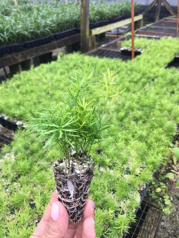 Asparagus Fern - Live Plants - Asparagus Densiflorus Sprengeri