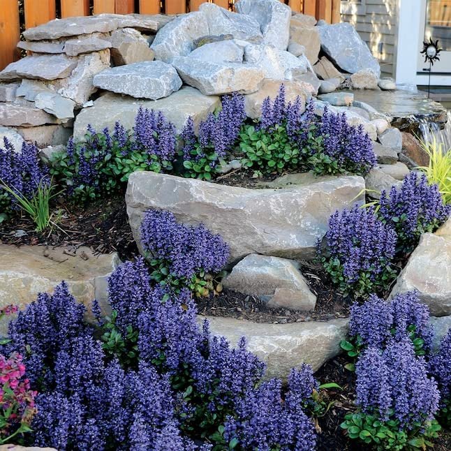 Ajuga Reptans Bronze Beauty | Live Plants | Carpet Bugle | Cold Hardy Shade Tolerant Low Maintenance Groundcover