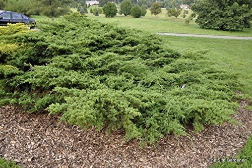 Sea Spray Juniper - Live Plants - Juniperus Chinensis - Drought Tolerant Cold Hardy Evergreen Ground Cover