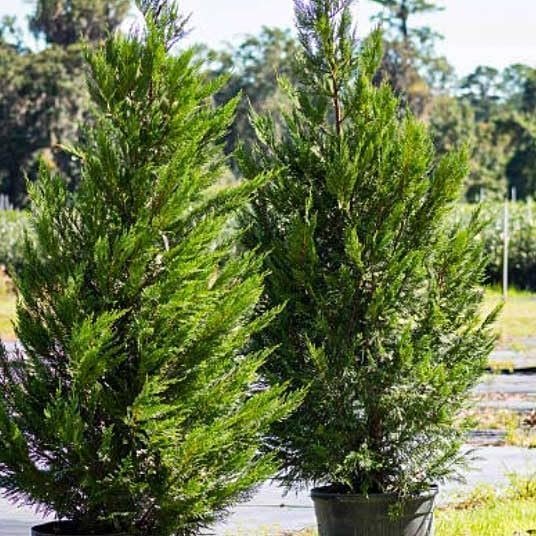 Leyland Cypress | Extra Large 3 Gallon Plants | Cupressus × leylandii