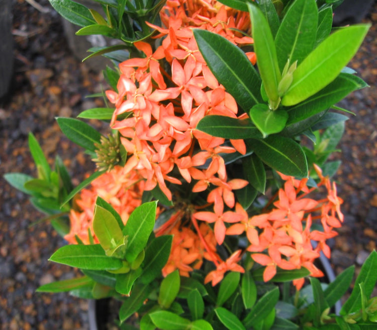 Ixora Dwarf Carmen | Live Plants | Ixora Coccinea 'Dwarf' | Flowering Shrub | Tropical Garden Plants