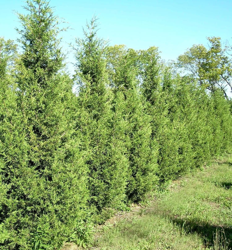 Keteleeri Juniper | Live Quart Size Plants | Stunning Evergreen for Year-Round Beauty, Excellent for Privacy Hedges, Windbreaks, and Ornamental Landscaping, Drought Tolerant