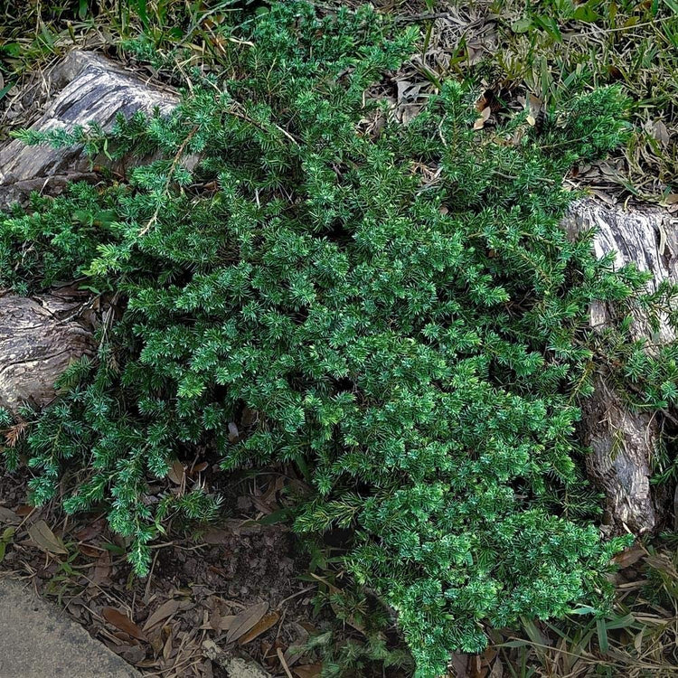 Blue Pacific Shore Juniper | Live Gallon Size Plants | Juniperus Conferta | Evergreen Cold Hardy Drought Tolerant Groundcover