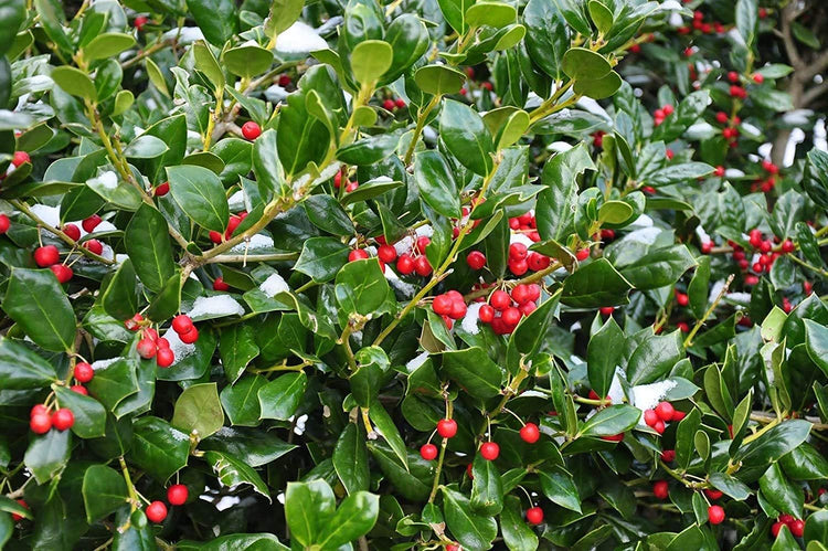 Dwarf Burford Holly - Live Plants - Ilex Burfordi Evergreen Hedge Red Berries Tree Shrub