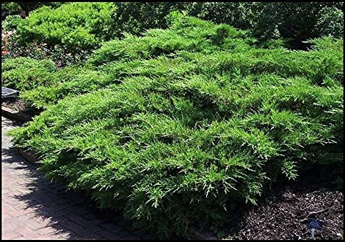 Juniper Kallay - Live Gallon Size Plants - Juniperus Chinensis - Drought Tolerant Cold Hardy Evergreen Groundcover