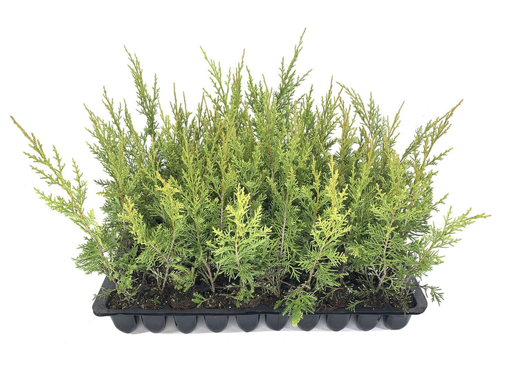 Keteleeri Juniper - Live Trees - Juniperus Chinensis