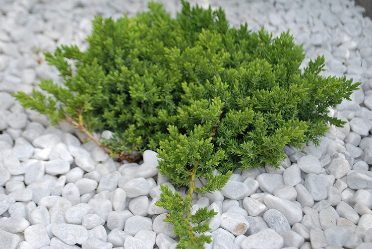 Juniper Procumbens Nana - Live Plants - Drought Tolerant Evergreen Groundcover - Great for Bonsai