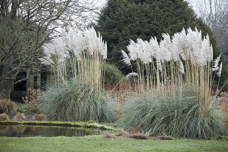 Pampas Grass | Cortaderia Selloana | Live Plants | Flowering Ornamental Foliage