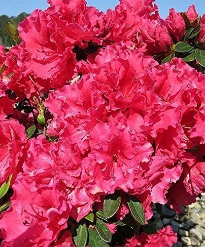 Red Ruffle Azalea | Live Seedlings | Rhododendron 'Red Ruffle' | Perfect for Colorful Vibrant Gardens | Hardy & Easy to Grow