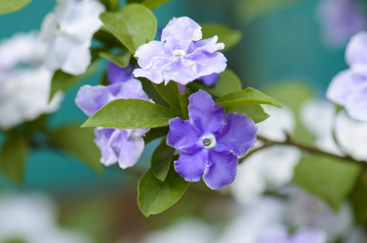 Yesterday, Today and Tomorrow | Live Plants | Brunfelsia Pauciflora Floribunda | Beautiful Blooming Violet & White Flowers Evergreen Screening Shrub