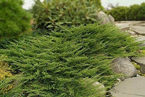 Seaspray Juniper | Extra Large Gallon Plant | Elegant & Hardy Evergreen Shrub, Ideal for Ground Cover, Landscaping, Topiaries & Bonsai, Vibrant, Low-Maintenance & Drought-Resistant