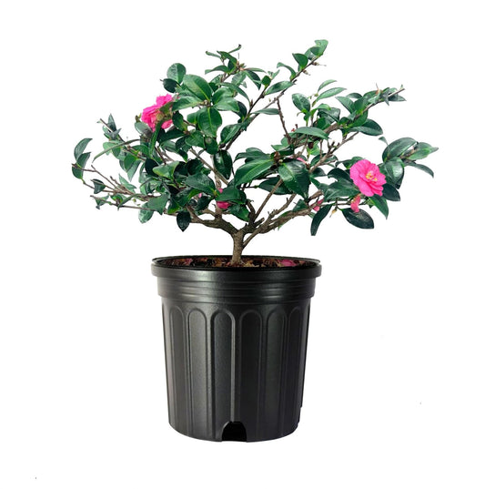 Camellia Japonica Laura Walker I Extra Large Gallon Plants I Red & White Variegated Leaf Deep Red & White Striped Blooms, Live Plant for Home & Garden