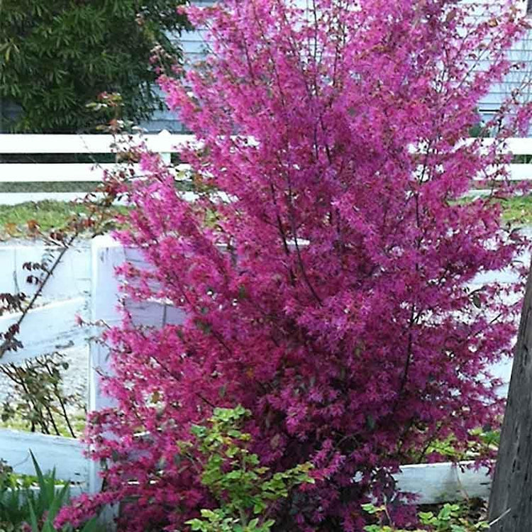 Loropetalum Zhuzhou I Live Plants I Chinese Fringe Flower I Striking Deep Purple Foliage with Vivid Pink Blooms, Ideal for Hedges, Borders, and Ornamental Gardens