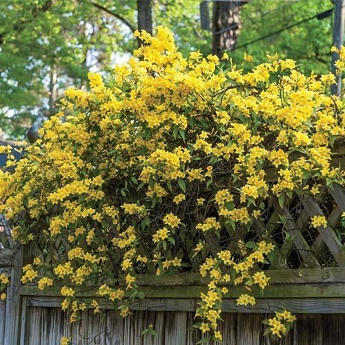 Carolina Jasmine - Live Plants - Gelsemium Sempervirens Jessamine - Beautiful Fragrant Blooming Vine