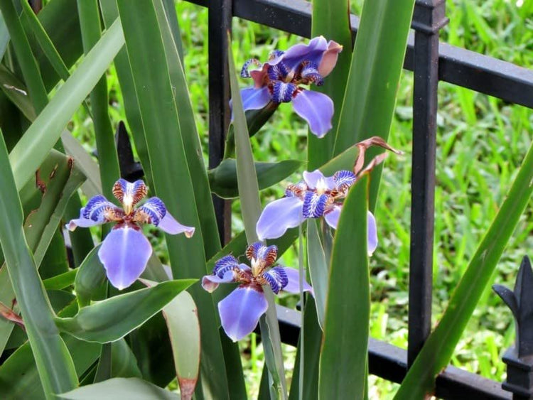 Walking Iris Regina | Live Plants | Giant Apostle Plant | Exotic Fragrant Blooming Specimen