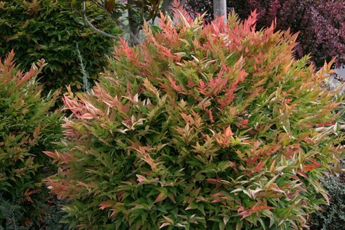 Nandina Gulfstream | Extra Large Gallon Plants | Nandina Domestica 'Gulfstream' | Year-Round Colorful Foliage | Garden Accent