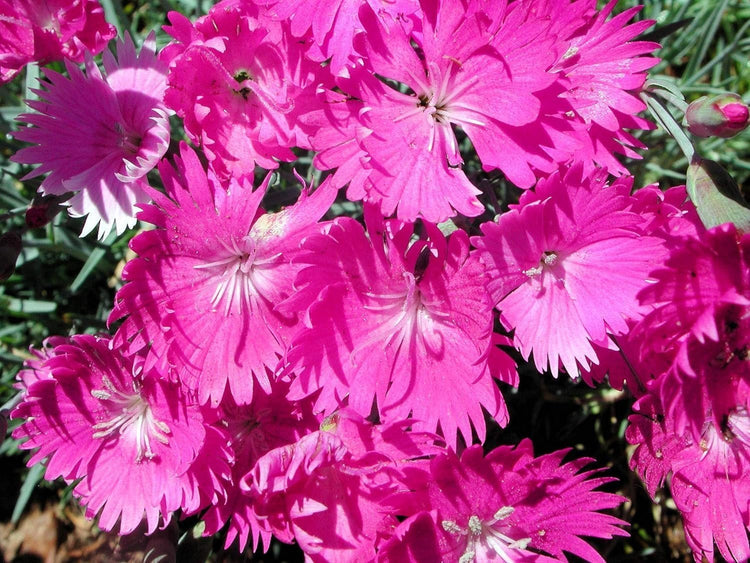 Firewitch Dianthus Plants | Live Seedlings | Dianthus Gratianopolitanus Firewitch | Perfect for Vibrant Colorful Gardens | Hardy & Fragrant