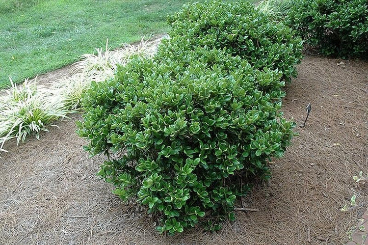 Carissa Holly I Large Gallon Size Plants I Ilex Cornuta I Live Dense Evergreen Shrub for Hedging, Borders, and Ornamental Landscaping, Glossy Leaves and Red Berries