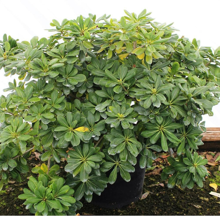 Pittosporum Green | Extra Large Gallon Plants | Pittosporum Tobira | Lush Privacy Hedge | Easy-Care Landscape