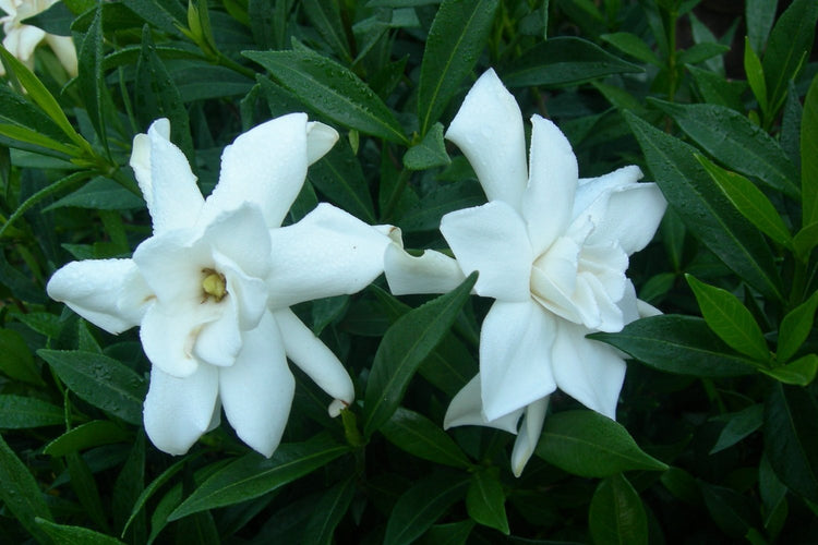 Frostproof Gardenia - Live Plants - Fragrant Blooming Shrub - Gardenia Jasminoides