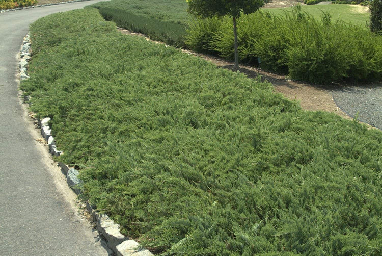 Hughes Juniper - Live Plants - Juniperus Horizontalis - Drought Tolerant Cold Hardy Evergreen Ground Cover