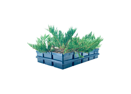 Juniper Blue Chip | Live Inch Pots | Juniperus Horizontalis | Drought Tolerant Cold Hardy Evergreen Groundcover Plants