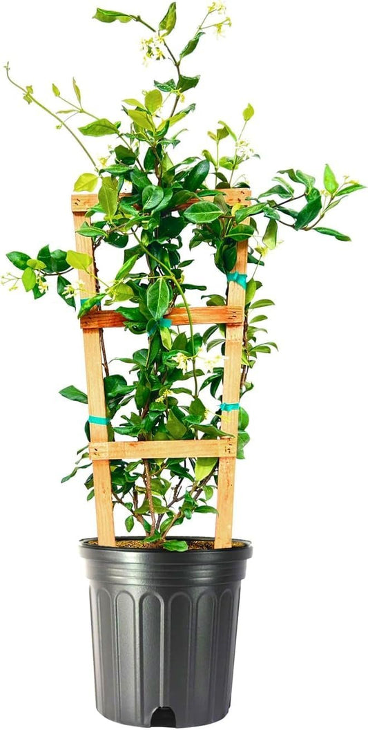 Star Jasmine | Extra Large Gallon Plant | Trachelospermum Jasminoides | Fragrant Climbing Vine | Ideal for Trellises and Arbors